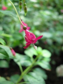 Fuchsienbild F. michoacanensis 01