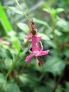 Fuchsienbild F. michoacanensis 03