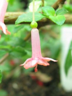 Fuchsienbild F. microphylla 01