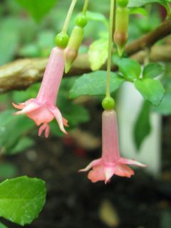 Fuchsienbild F. microphylla 02