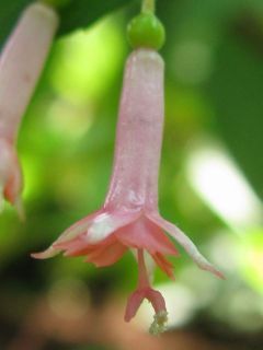 Fuchsienbild F. microphylla 03