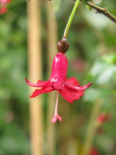 Fuchsienbild F. microphylla ssp. microphylla 01