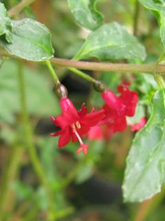 Fuchsienbild F. microphylla ssp. microphylla 02