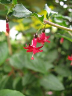 Fuchsienbild F. microphylla ssp. microphylla 03