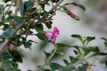 Fuchsienbild F. microphylla ssp. microphylla 04