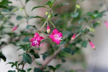 Fuchsienbild F. microphylla ssp. microphylla 05