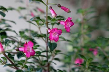 Fuchsienbild F. microphylla ssp. microphylla 06