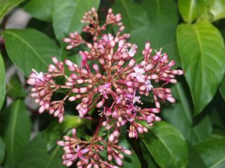 Fuchsienbild F. paniculata 01