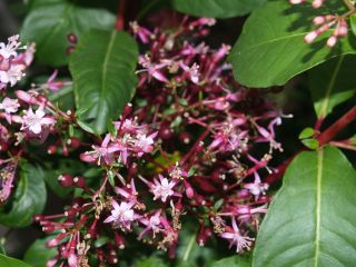 Fuchsienbild F. paniculata 02