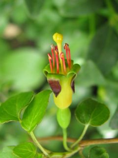 Fuchsienbild F. procumbens 01