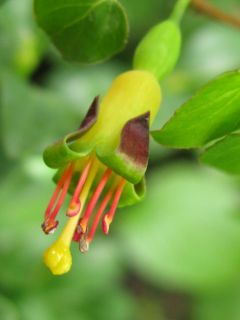 Fuchsienbild F. procumbens 02