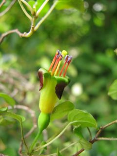 Fuchsienbild F. procumbens 03