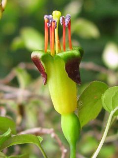 Fuchsienbild F. procumbens 04