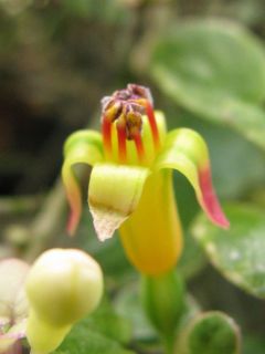 Fuchsienbild  F. procumbens 06