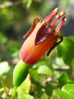 Fuchsienbild F. procumbens 07