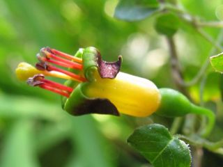 Fuchsienbild F. procumbens 08