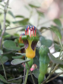 Fuchsienbild F. procumbens 10