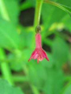 Fuchsienbild F. ravenii 02