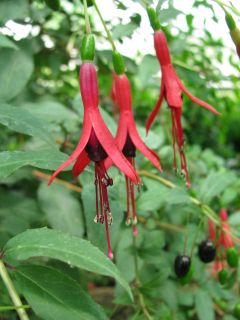 Fuchsienbild F. regia ssp. reitzzii 02