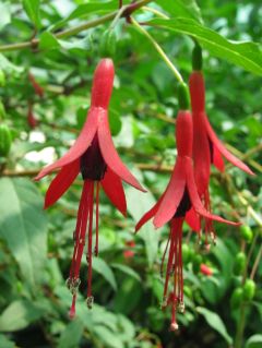 Fuchsienbild F. regia ssp. reitzzii 03