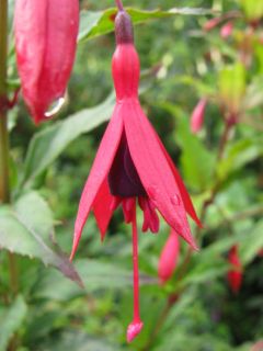 Fuchsienbild F. regia ssp. reitzii 04