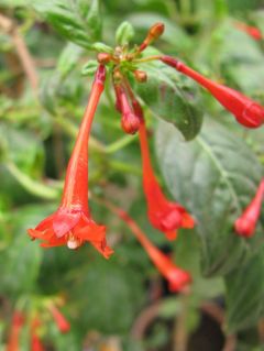 Fuchsienbild F. rivularis 01