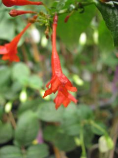 Fuchsienbild F. rivularis 02