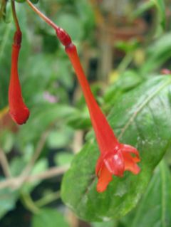 Fuchsienbild F. rivularis 03