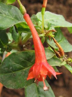 Fuchsienbild F. rivularis 04