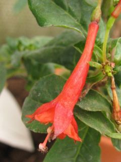 Fuchsienbild F. rivularis 05