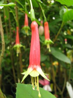 Fuchsienbild F. splendens var. splendens 01