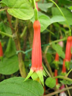 Fuchsienbild F. splendens var. splendens 03