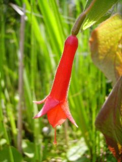 Fuchsienbild F. triphylla 01