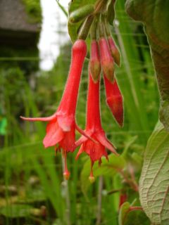 Fuchsienbild F. triphylla 02