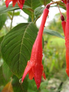 Fuchsienbild F. triphylla 03