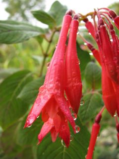 Fuchsienbild F. triphylla 04