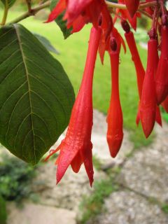 Fuchsienbild F. triphylla 05