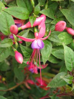 Fuchsienbild Festa des Flores 02