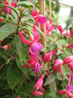 Fuchsienbild Festa des Flores 03