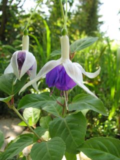 Fuchsienbild Fey 02