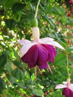 Fuchsienbild Fiona 01