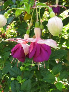 Fuchsienbild Fiona 02