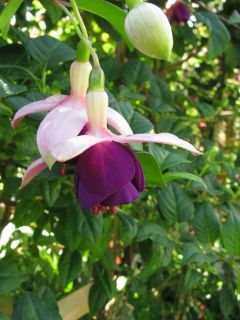 Fuchsienbild Fiona 03