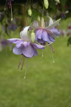 Fuchsienbild First Love