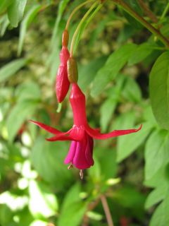 Fuchsienbild Flash 01