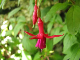 Fuchsienbild Flash 03