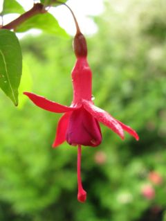 Fuchsienbild Flash 03