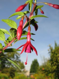 Fuchsienbild Flash 04