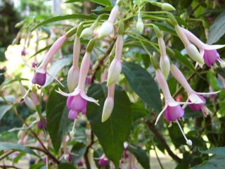 Fuchsienbild Fleur de Picardie 01