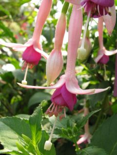 Fuchsienbild Fleur de Picardie 02